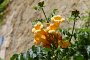 369 Lauris